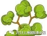 富硒藤茶价格是多少