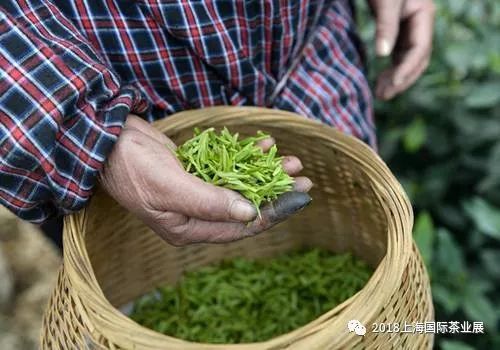 富硒藤茶价格是多少