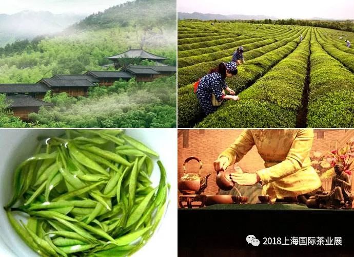 富硒藤茶价格是多少