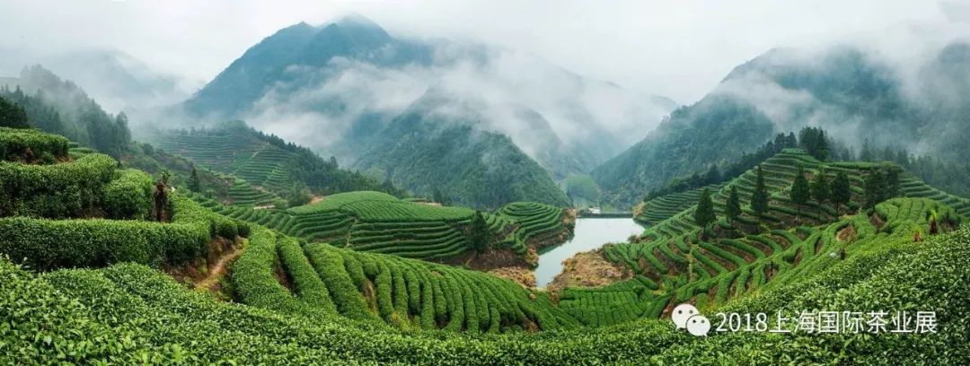 富硒藤茶价格是多少