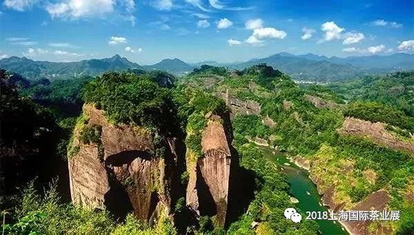 富硒藤茶价格是多少