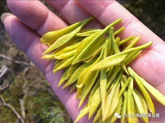 富硒藤茶价格是多少