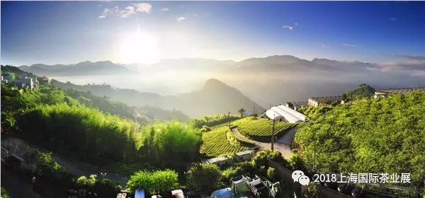富硒藤茶价格是多少