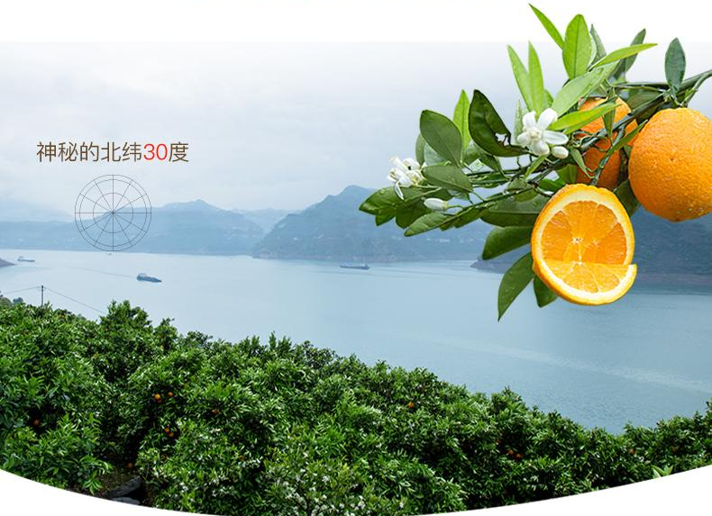 富硒藤茶特级多少钱