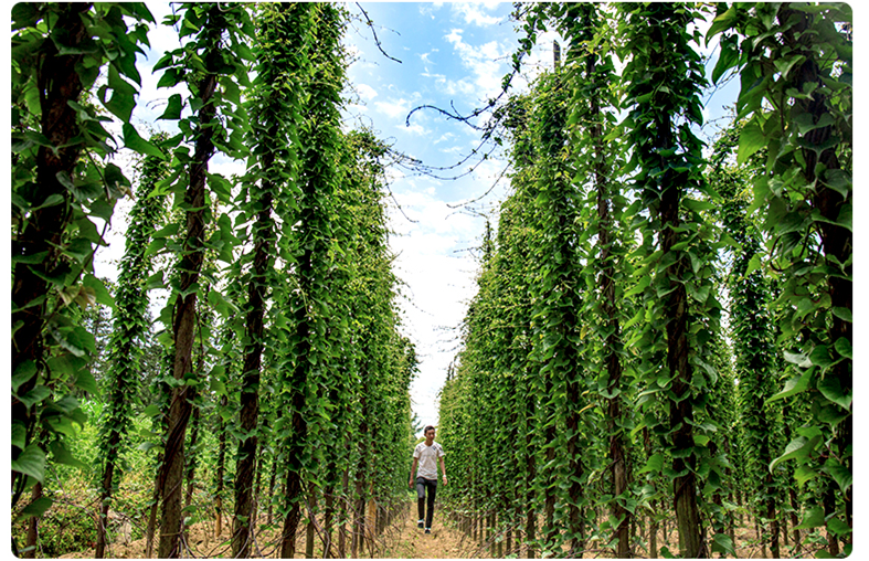 富硒藤茶特级多少钱