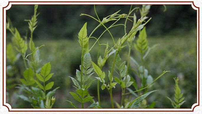 富硒藤茶特级多少钱