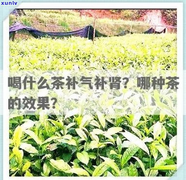 喝什么茶补肾效果好，探讨喝什么茶能有效补肾？专家推荐的几种饮品不可错过！
