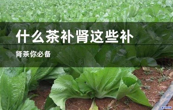 喝什么茶补肾亏？补肾茶推荐！