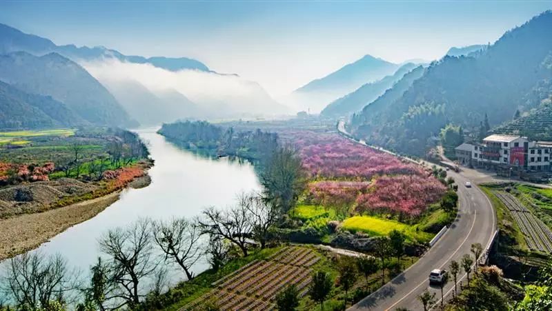 安徽仙寓山富硒野茶