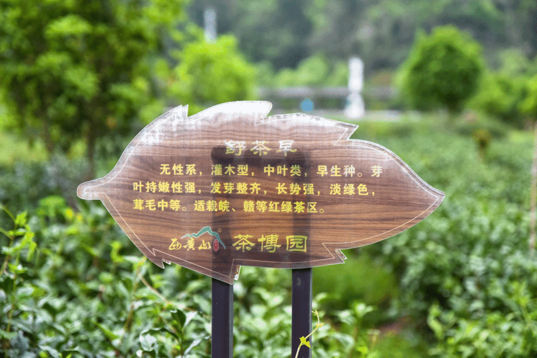 安徽仙寓山富硒野茶