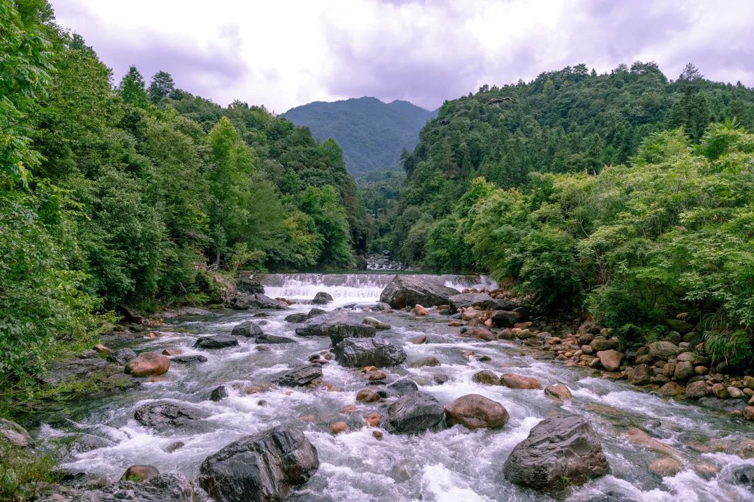 安徽仙寓山富硒野茶