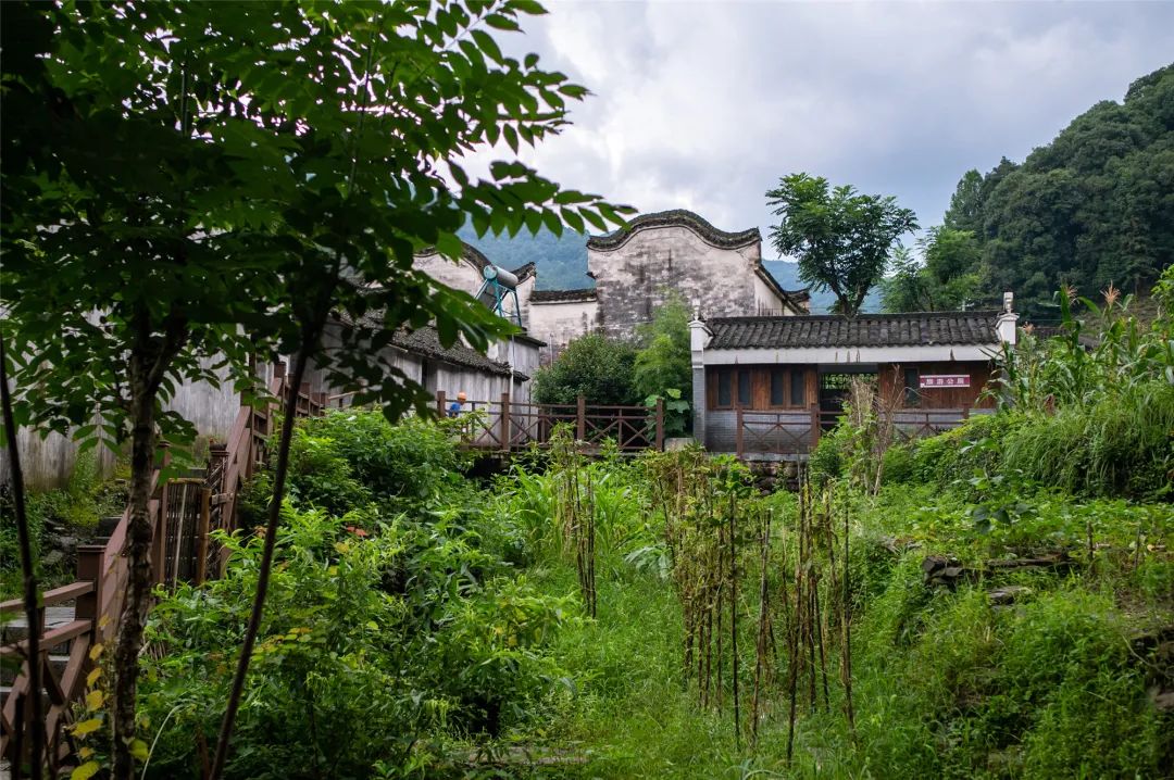 安徽仙寓山富硒野茶
