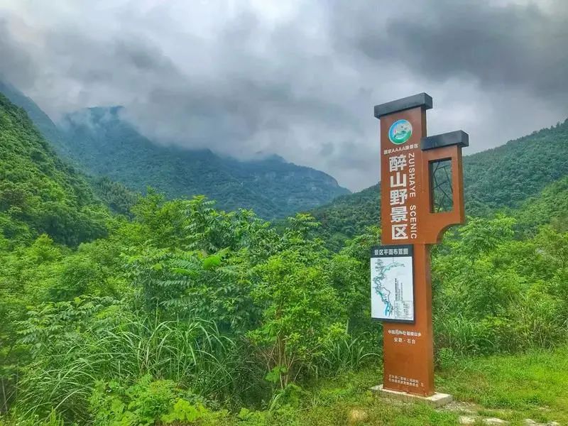 安徽仙寓山富硒野茶