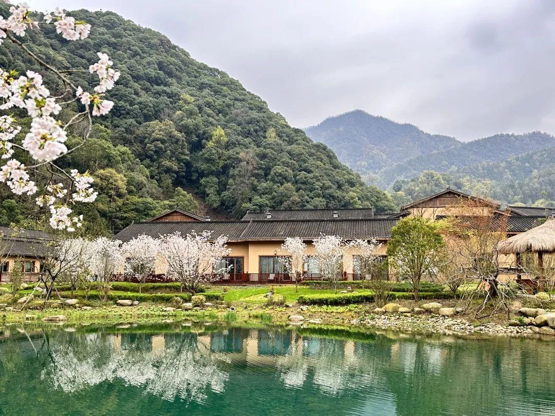 仙寓山富硒茶哪个好