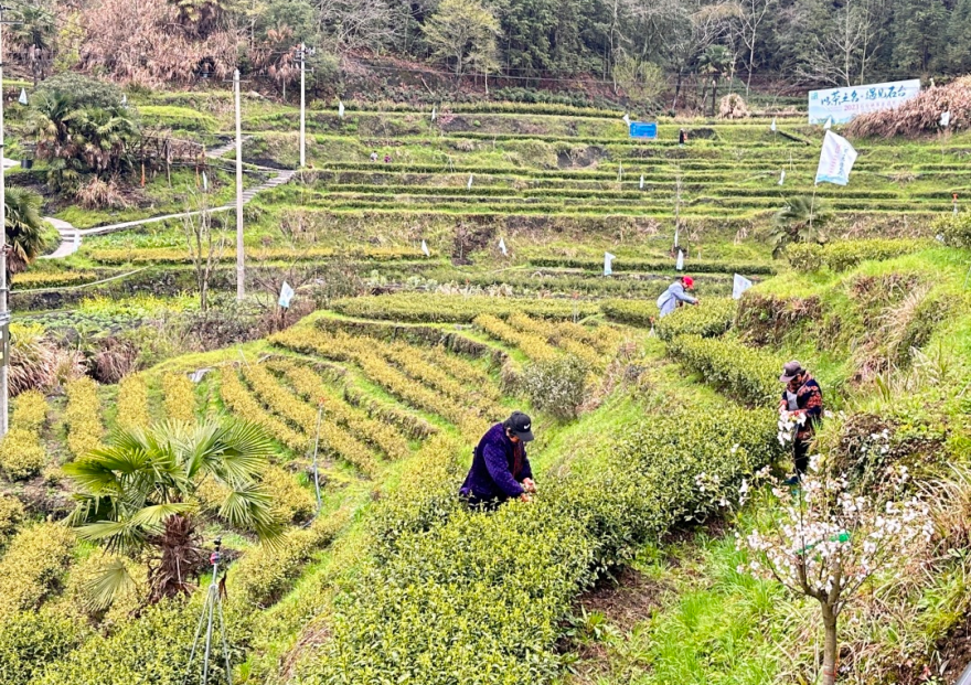 仙寓山富硒茶哪个好
