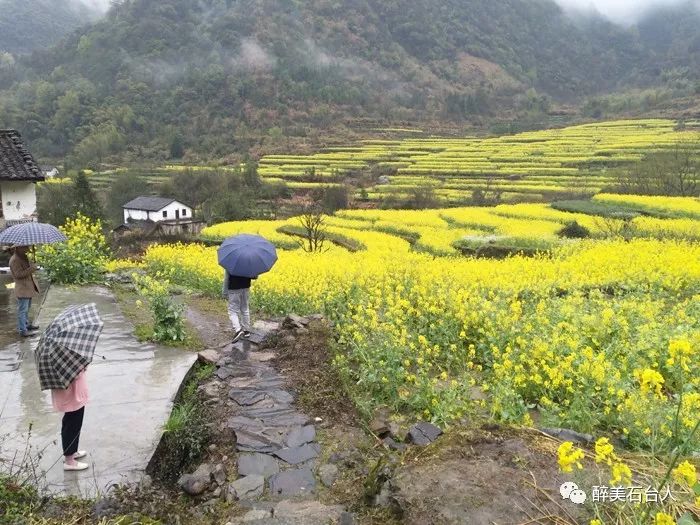 石台县大山村富硒茶