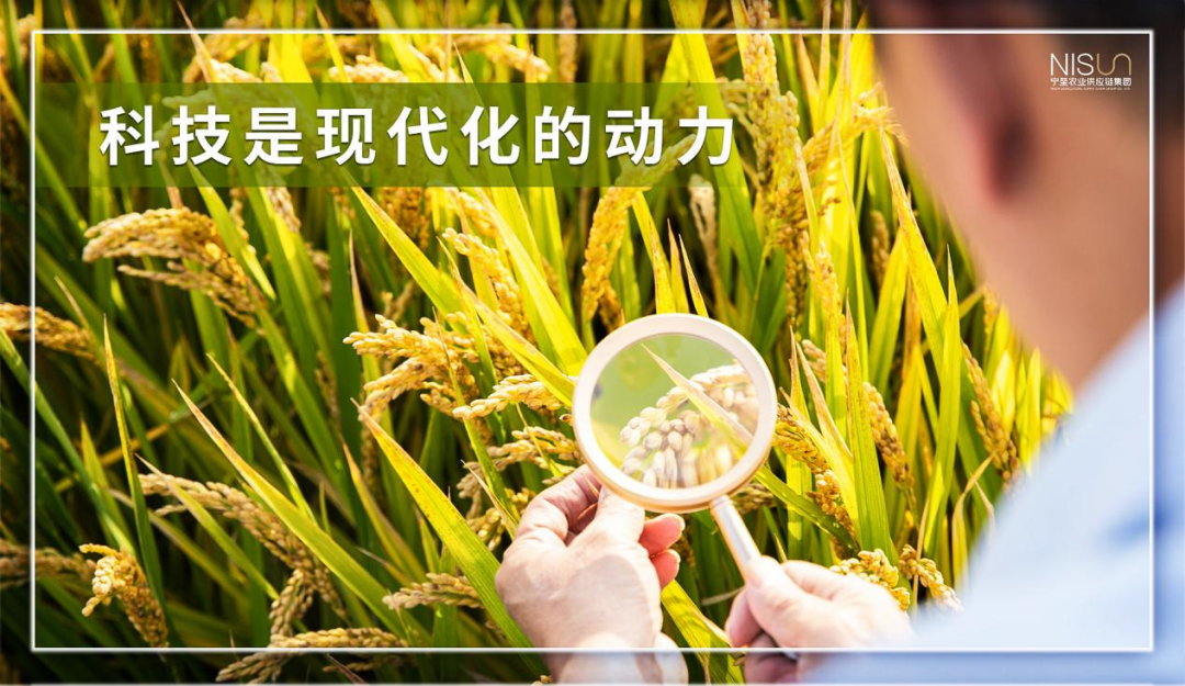 福建富硒八仙茶供应
