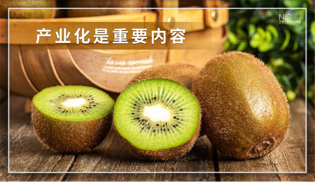 福建富硒八仙茶供应