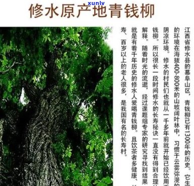 全面解析富硒青钱柳茶：功效、作用及禁忌