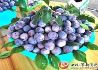 万源富硒茶种植面积