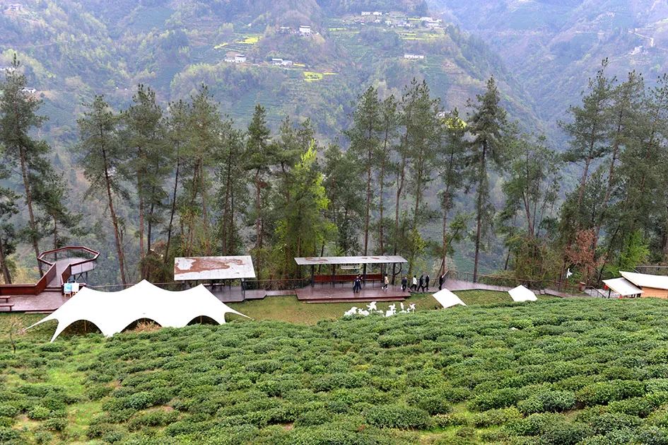 紫阳县哪里产富硒茶