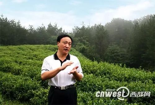 汉中仙毫是富硒茶吗