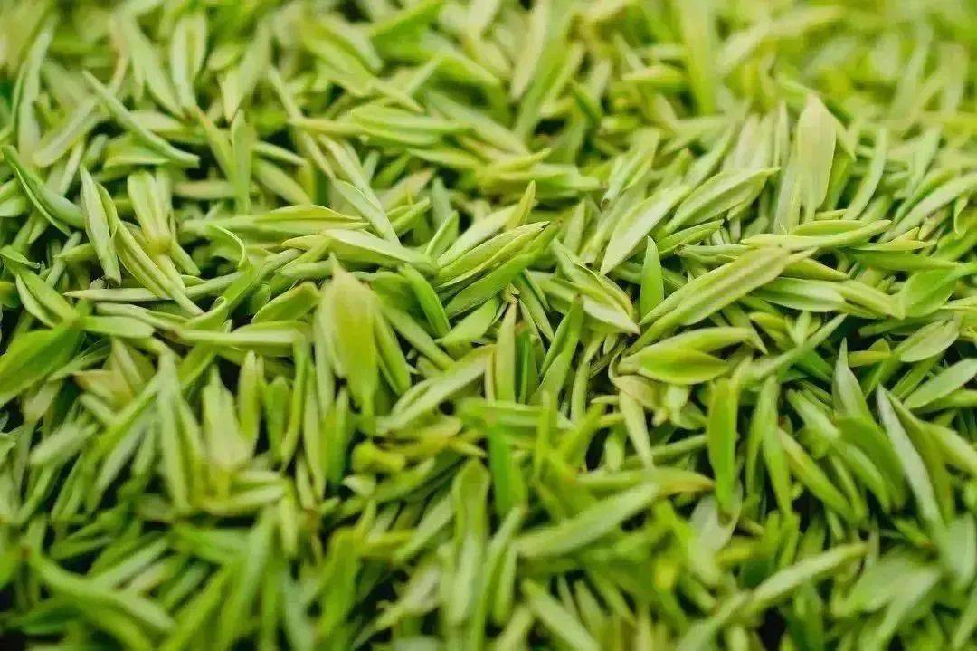 紫阳富硒制茶全过程