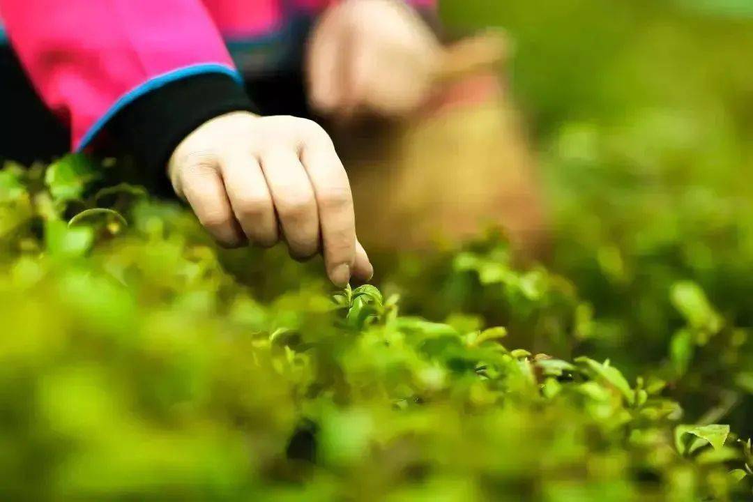 紫阳富硒制茶全过程