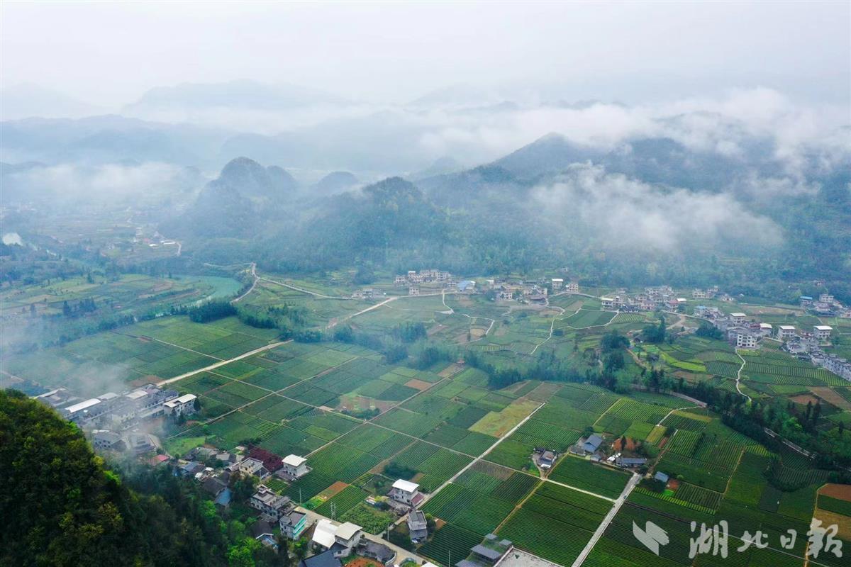 藤益生富硒来凤藤茶