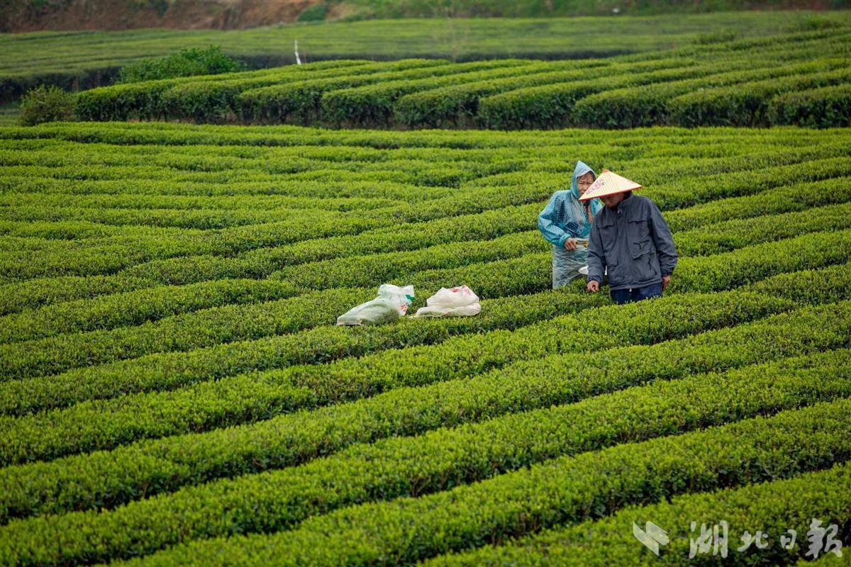 藤益生富硒来凤藤茶