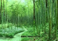 达州特产万源富硒茶
