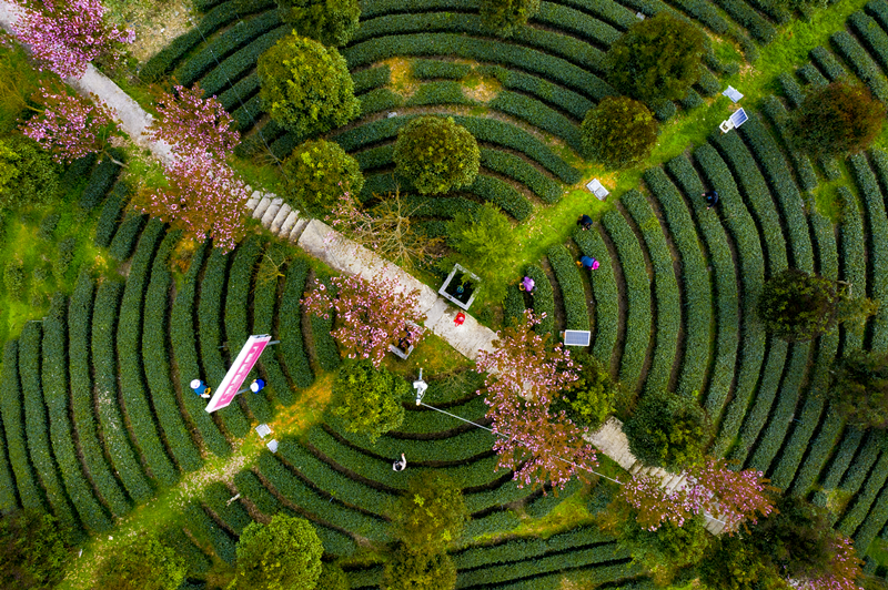 藤茶富硒标准是什么