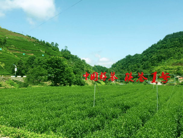 在水一方西安富硒茶
