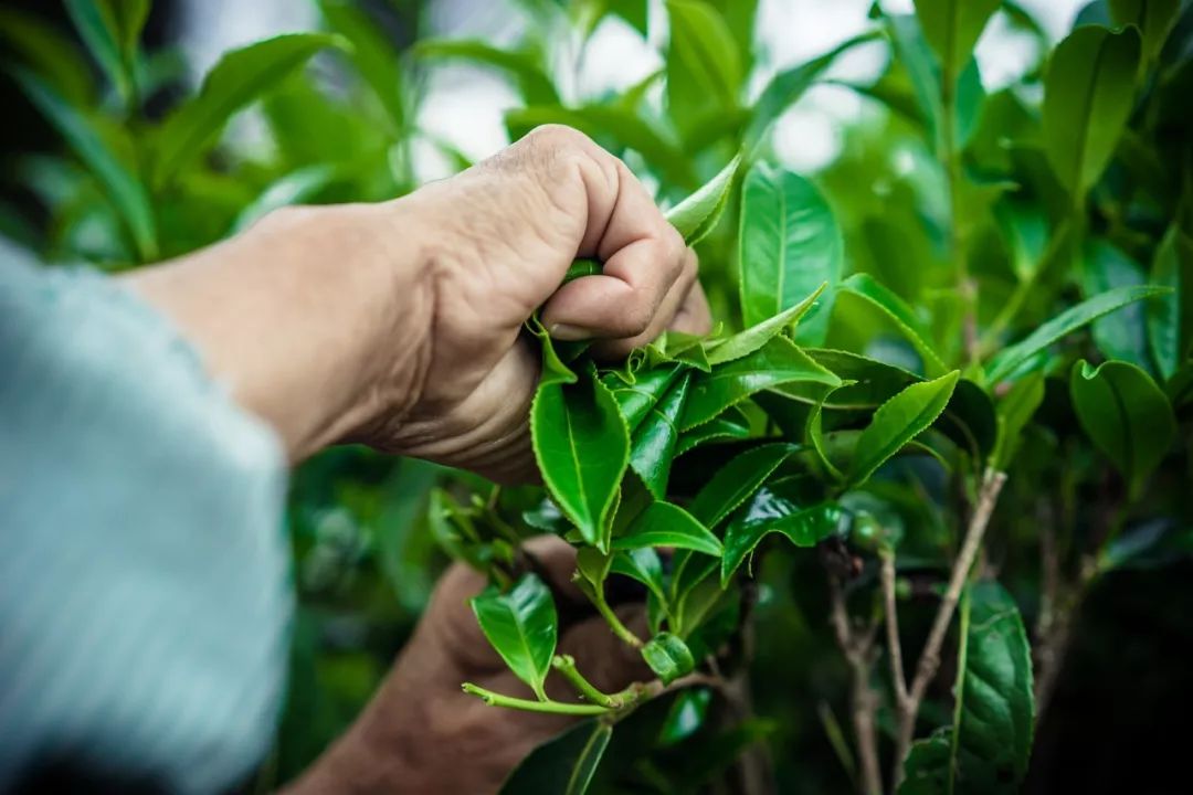 九重雾 富硒茶价格