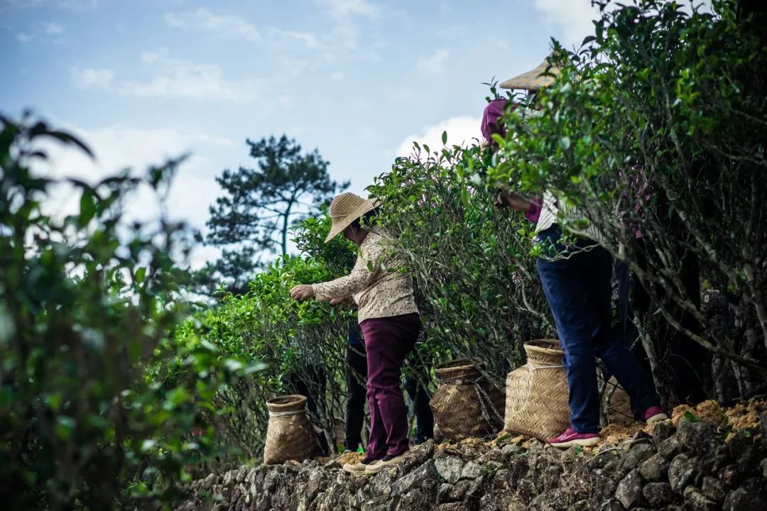 九重雾 富硒茶价格