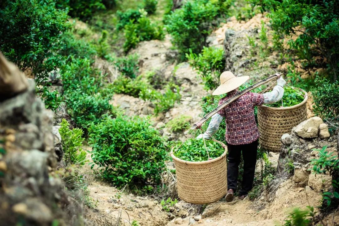 九重雾 富硒茶价格