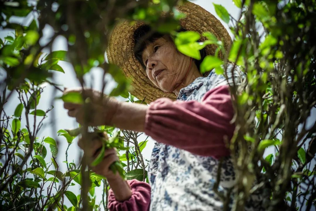 九重雾 富硒茶价格