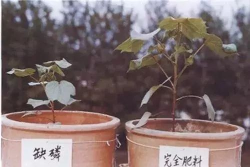 微量元素是什么意思