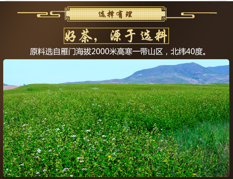 雁门清高富硒苦荞茶