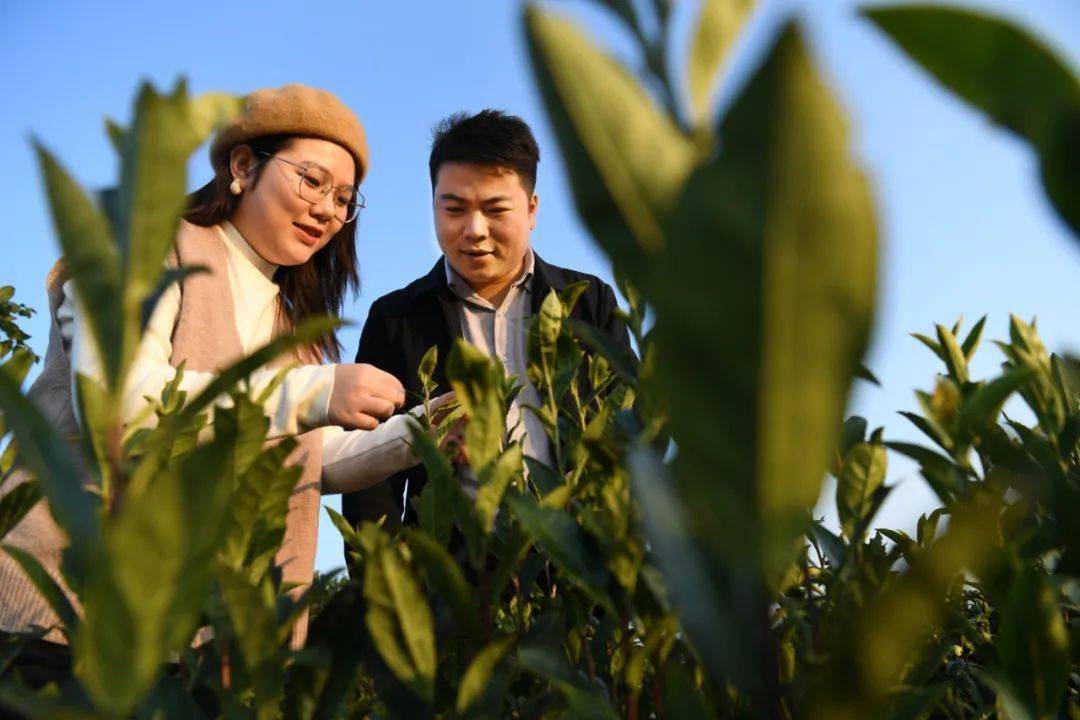 富硒黑茶是哪里产的