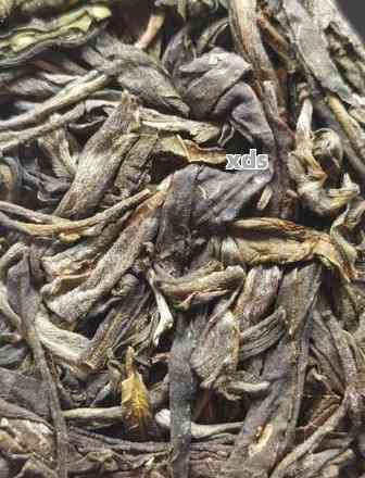 普洱茶加工厂生产视频教程，从茶园到杯中：详解普洱茶加工厂生产全过程的视频教程