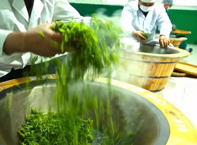 紫阳富硒茶属热属凉
