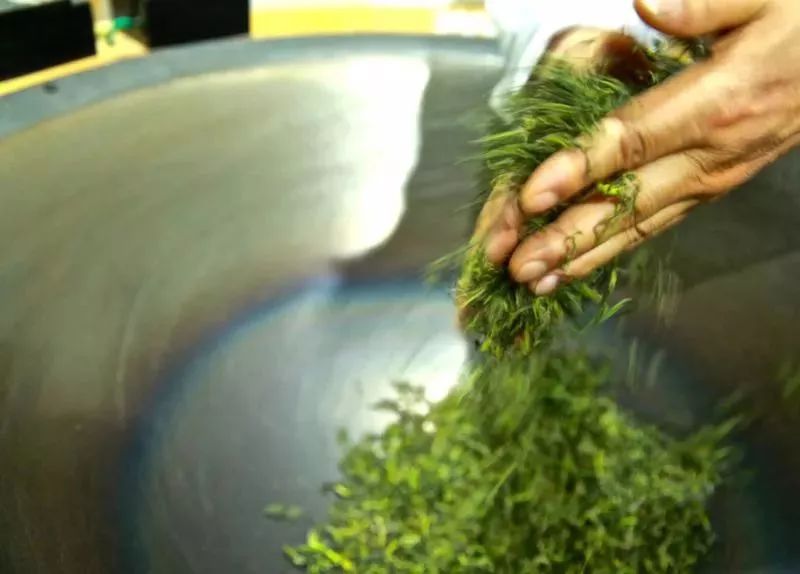 紫阳富硒茶属热属凉