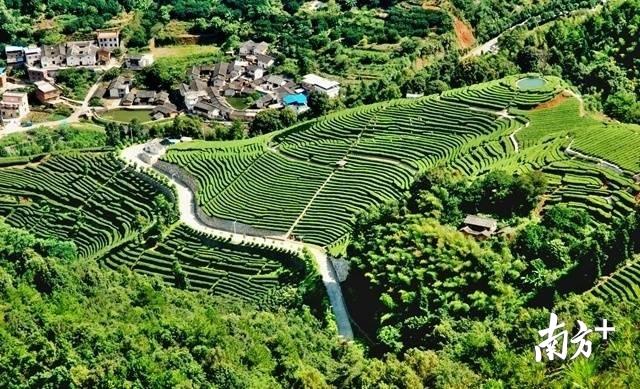 梅州富硒茶基在那里