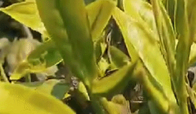 水城富硒茶妙笔生花
