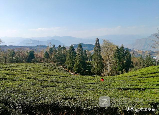 水城富硒茶妙笔生花