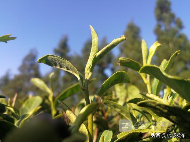 水城富硒茶妙笔生花