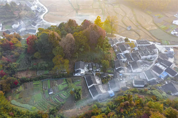 仙寓山富硒茶种植地