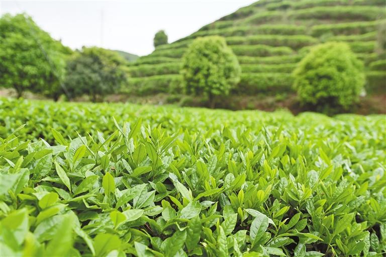 丹寨县马寨茶园春茶生长良好。 杨秀全 摄