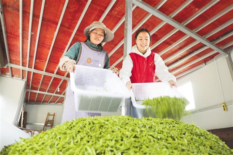 雷山县丹江镇掌排村大坳山茶场，村民分选茶青。 袁小倩 摄